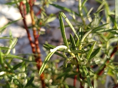 Salix eleagnos