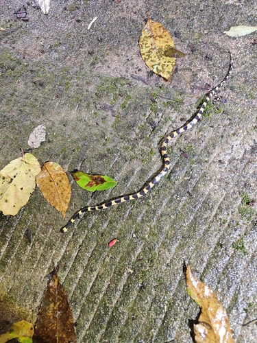 Sichuan Wolf Snake