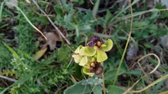 Ophrys bombyliflora