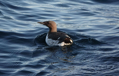 Common Murre
