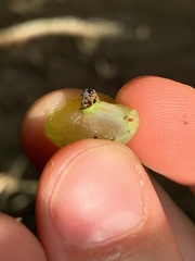 Amphibolips quercusracemaria