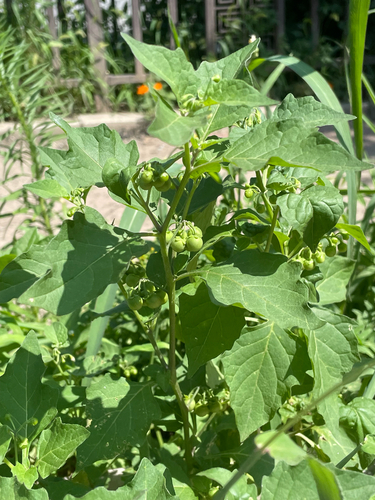black nightshade