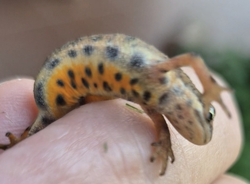Smooth Newt