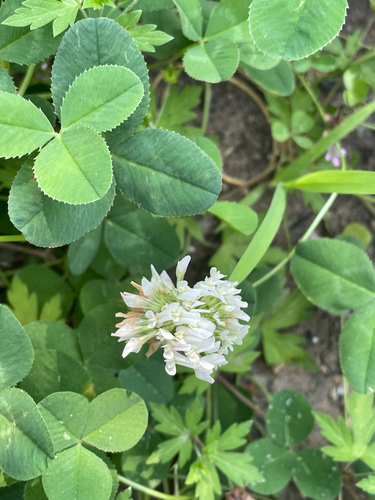 white clover