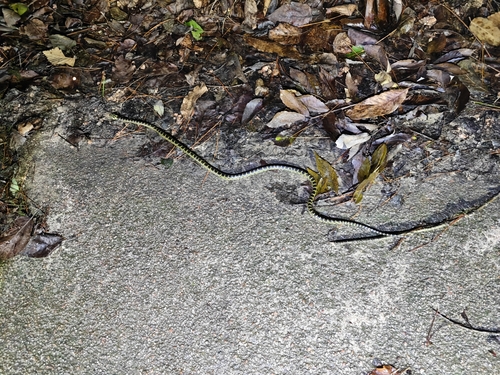 Big-tooth Snake