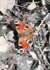 Aglais io io