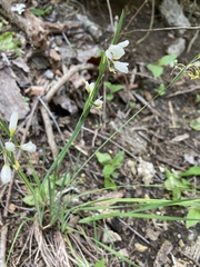 Sisyrinchium albidum