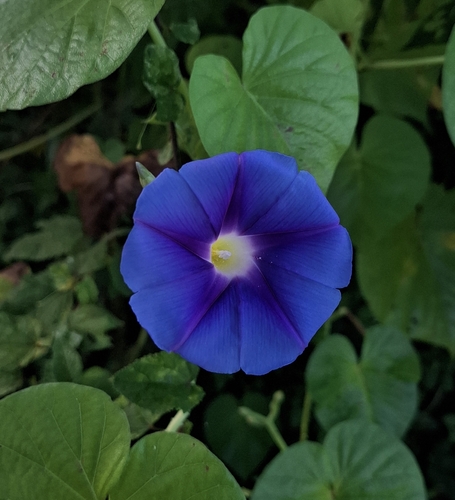 Ipomoea parasitica, photograph 3