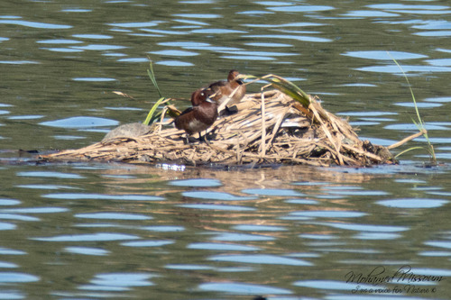 Ferruginous Duck