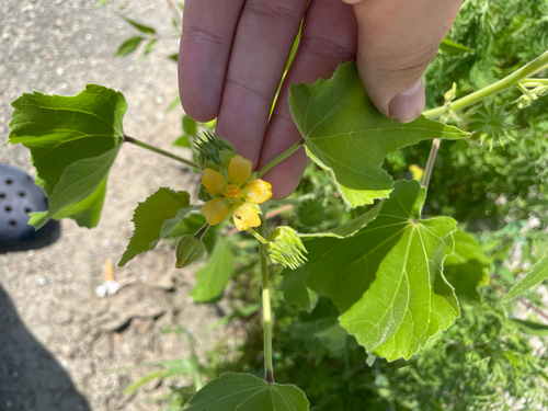velvetleaf