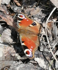 Aglais io io