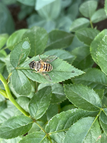 Eristalis cerealis