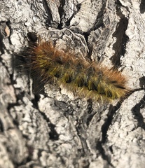 Lophocampa argentata