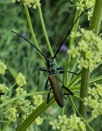 Musk beetle