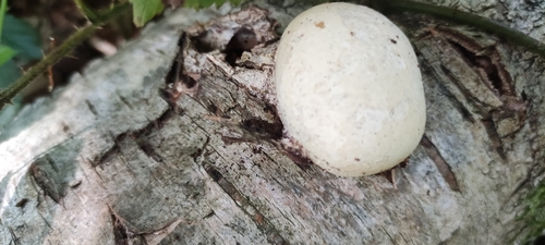 birch polypore