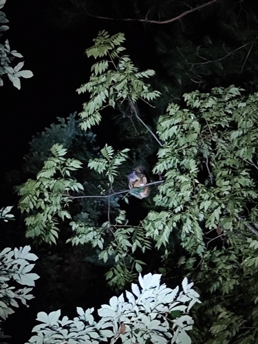 Grey-headed Giant Flying Squirrel