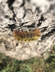 Lophocampa argentata