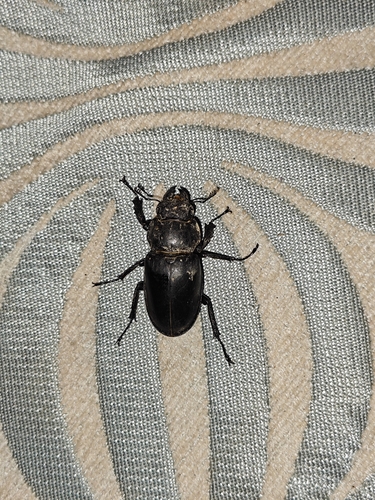 Lucanus dybowski dybowski