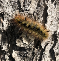 Lophocampa argentata