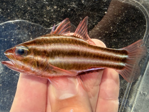 Ostorhinchus nigrofasciatus observed 2026-08-02