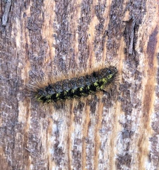 Lophocampa argentata