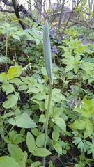 Polygonatum multiflorum