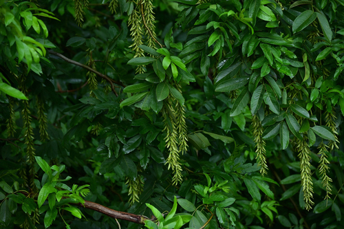 chinese wingnut