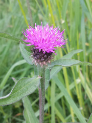 Centaurea decipiens