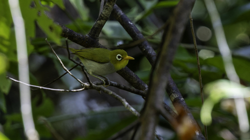 Wangi-wangi White-eye (Zosterops paruhbesar), photo 3