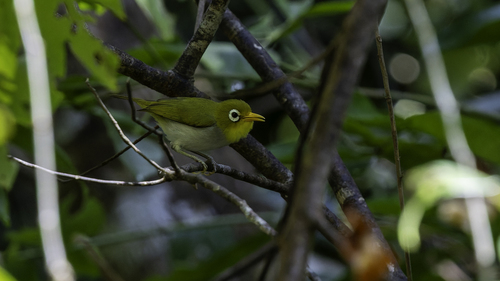 Wangi-wangi White-eye (Zosterops paruhbesar), photo 5