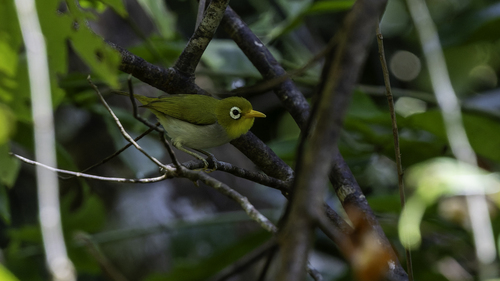 Wangi-wangi White-eye (Zosterops paruhbesar), photo 4