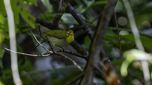 Wangi-wangi White-eye (Zosterops paruhbesar), photo 6