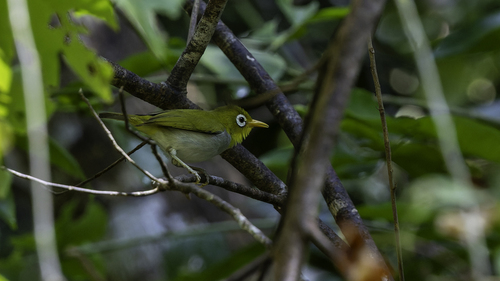 Wangi-wangi White-eye (Zosterops paruhbesar), photo 7