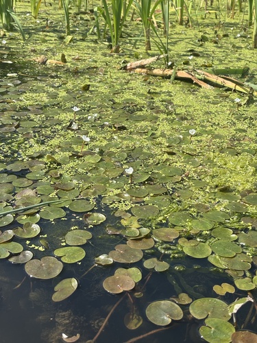 European Frog-bit