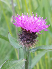 Centaurea decipiens