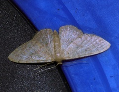 Idaea ptyonopoda