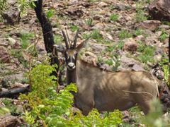 Hippotragus equinus koba