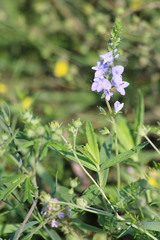 Veronica teucrium, photograph (c) Tatiana Strus, some rights reserved (CC BY)