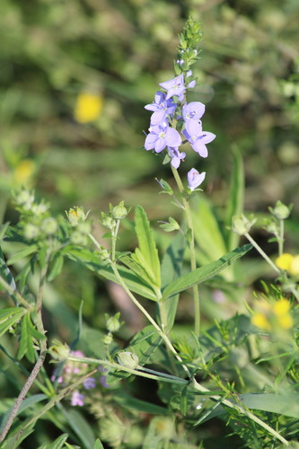 Veronica teucrium, photograph 5