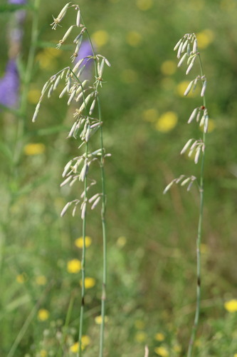 Silene chlorantha, photograph 3