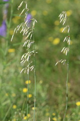 Silene chlorantha, photograph (c) Tatiana Strus, some rights reserved (CC BY)