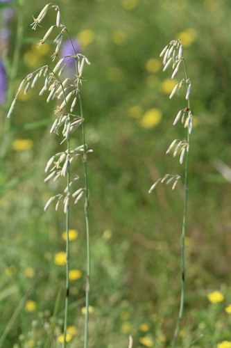 Silene chlorantha, photograph 2