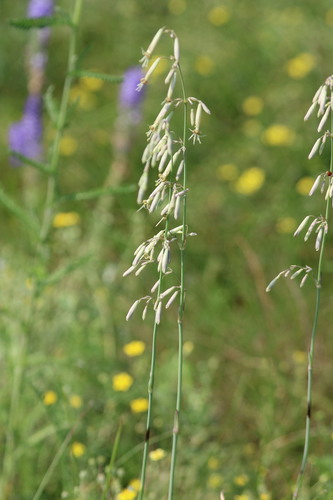 Silene chlorantha, photograph 4