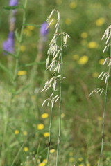 Silene chlorantha, photograph (c) Tatiana Strus, some rights reserved (CC BY)