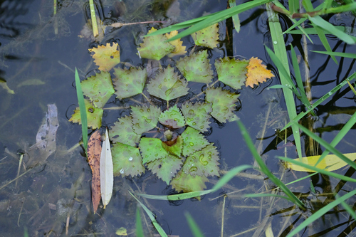 Water caltrop