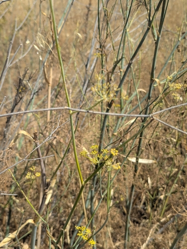 fennel