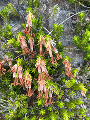 Erica banksia, photograph (c) André Deschodt, some rights reserved (CC BY)