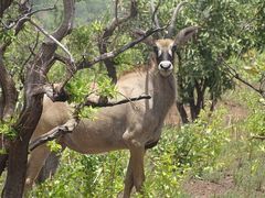 Hippotragus equinus koba