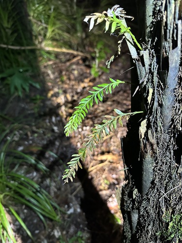 Tmesipteris sigmatifolia observed 2026-07-27