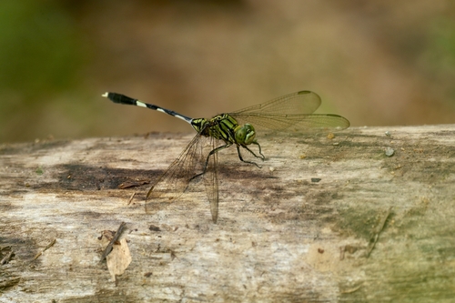 Slender Skimmer